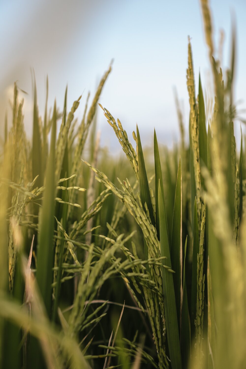 ministry of agriculture logo